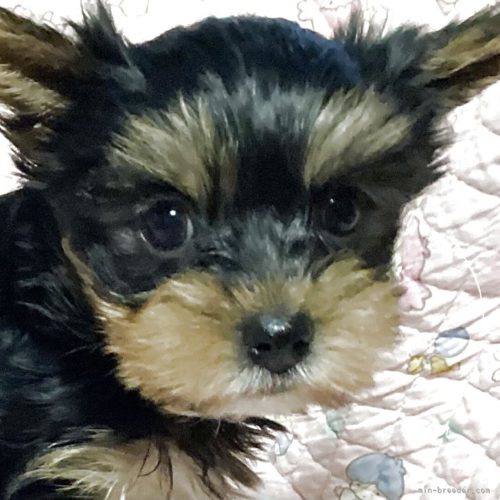 ブリーダー画像