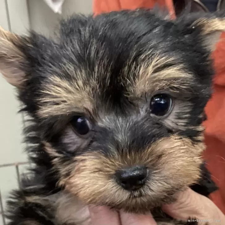 ヨークシャーテリア【福島県・男の子・2025年10月6日・スティールブルー&amp;タン】の写真1