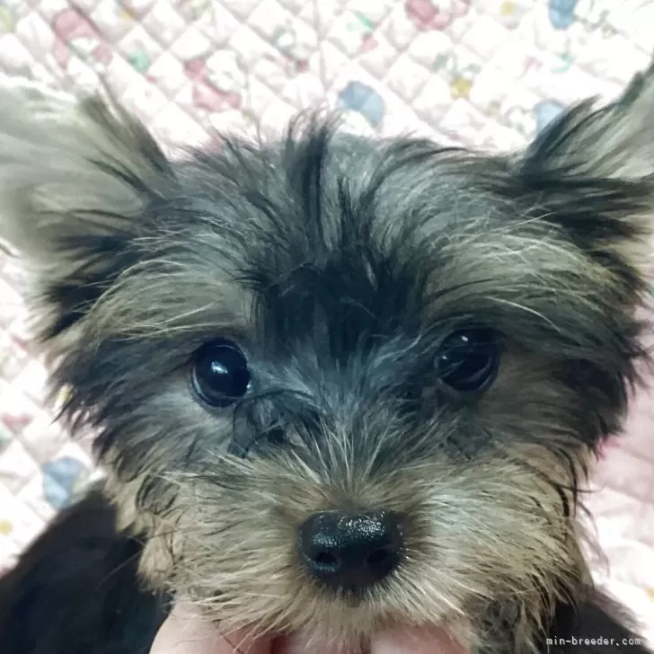 N.A 様のお迎えした子犬