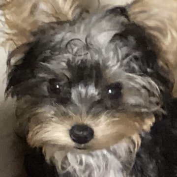 ヨークシャーテリア【福島県・女の子・2025年6月17日・スティールブルー&タン】の写真「とっても人懐っこい女の子」