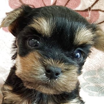 ヨークシャーテリア【福島県・男の子・2025年10月6日・スティールブルー&タン】の写真「お目々クリクリの男の子」