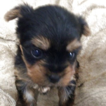 ヨークシャーテリア【福島県・女の子・2025年10月15日・スティールブルー&タン】の写真「小ぶりな女の子」