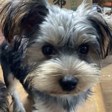 ヨークシャーテリア【福島県・男の子・2025年4月2日・スティールブルー&タン】の写真「元気な男の子」