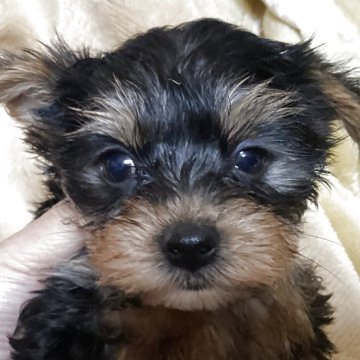 ヨークシャーテリア【福島県・女の子・2025年9月27日・スティールブルー&タン】の写真「母親似の美人ちゃん」