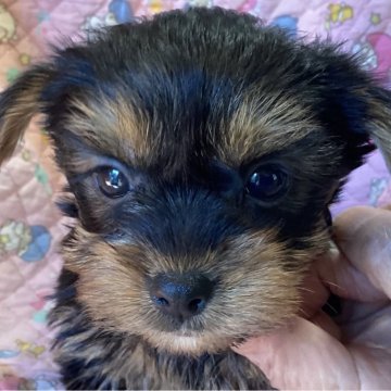 ヨークシャーテリア【福島県・男の子・2025年10月6日・スティールブルー&タン】の写真「お目々クリクリの男の子」