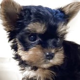 ヨークシャーテリア