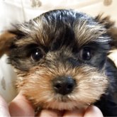 ヨークシャーテリア