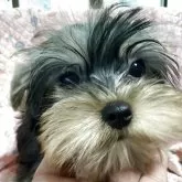 ヨークシャーテリア【福島県・男の子・2025年4月2日・スティールブルー&タン】の写真1