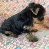 ヨークシャーテリア【福島県・男の子・2025年10月6日・スティールブルー&タン】の写真2