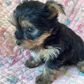 ヨークシャーテリア【福島県・男の子・2025年10月6日・スティールブルー&タン】の写真7