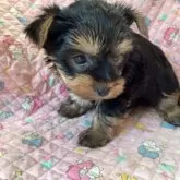 ヨークシャーテリア【福島県・男の子・2025年10月6日・スティールブルー&タン】の写真9