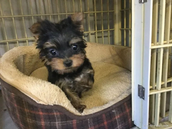 ID：1712-01192の子犬