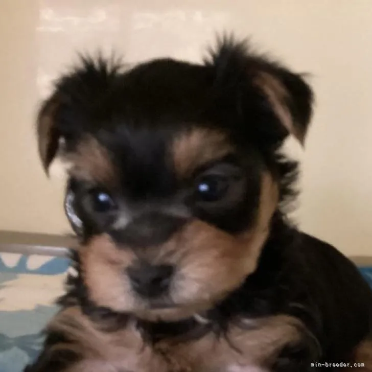 T.S 様のお迎えした子犬