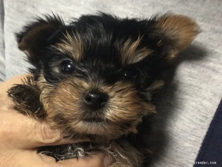 ID：2203-01522の子犬