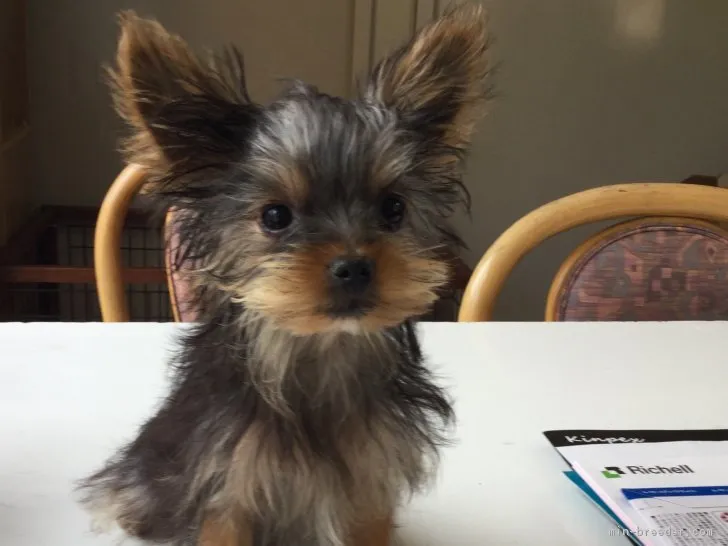 ID：1801-01029の子犬