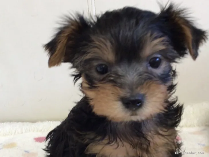 ID：2102-00542の子犬