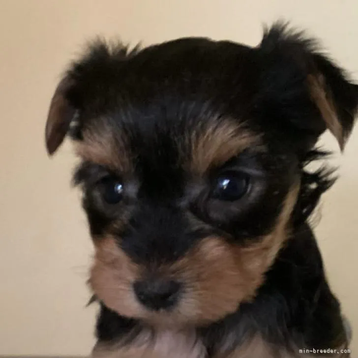 ID：2210-00591の子犬