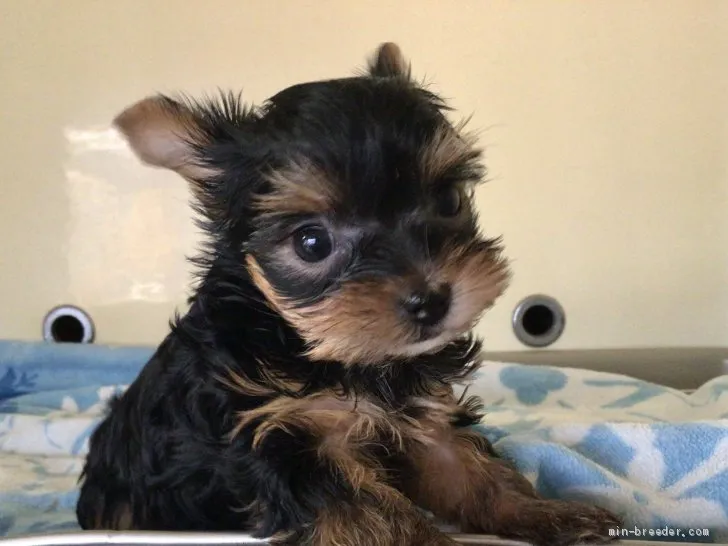 ID：2103-03008の子犬