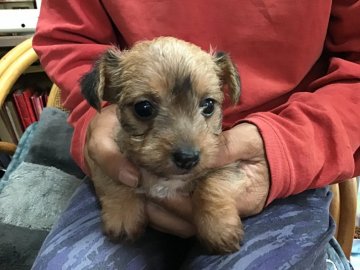 ジャックラッセルxヨーキー【福島県・女の子・2020年4月28日・茶】の写真「お茶目な女の子」