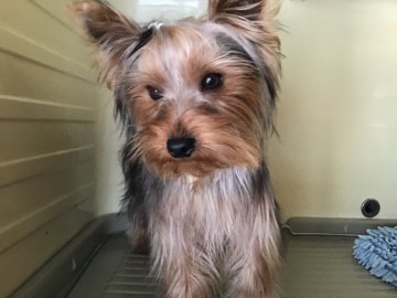 ヨークシャーテリア【福島県・男の子・2019年8月27日・スティールブルー&タン】の写真「大きなハンサム君」
