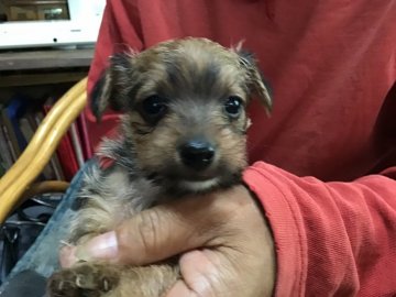 ジャックラッセルxヨーキー【福島県・男の子・2020年4月28日・茶】の写真「お茶目な女の子」