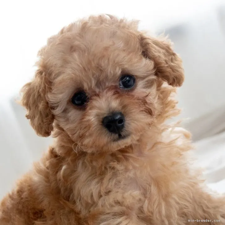 ID：2309-06226の子犬