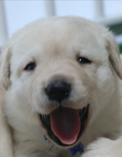 ID:2104-02465の子犬