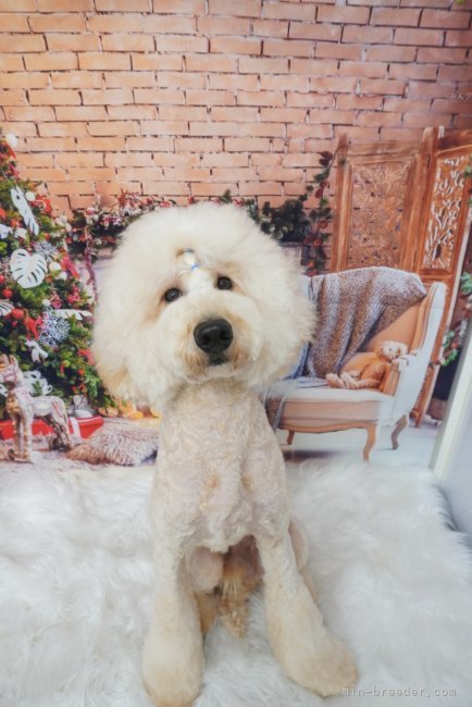 ライムパパ｜杉山　百合(すぎやま　ゆり)ブリーダー(鹿児島県・ミディアムプードルなど・JKC登録)の紹介写真3