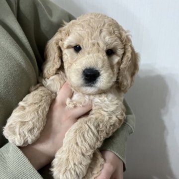 ミディアムプードル【鹿児島県・男の子・2024年12月9日・ペールフォーン】の写真「体重3.5kg🐶大きめな男の子です💕」