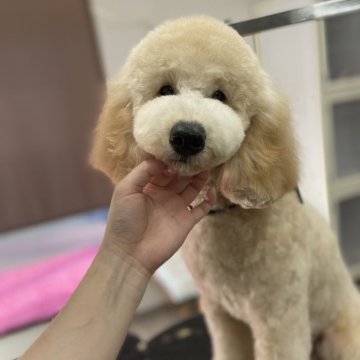 ミディアムプードル【鹿児島県・女の子・2024年5月25日・オレンジフォーン】の写真「体重10.3kg🐶綺麗なお顔の女の子です💕」