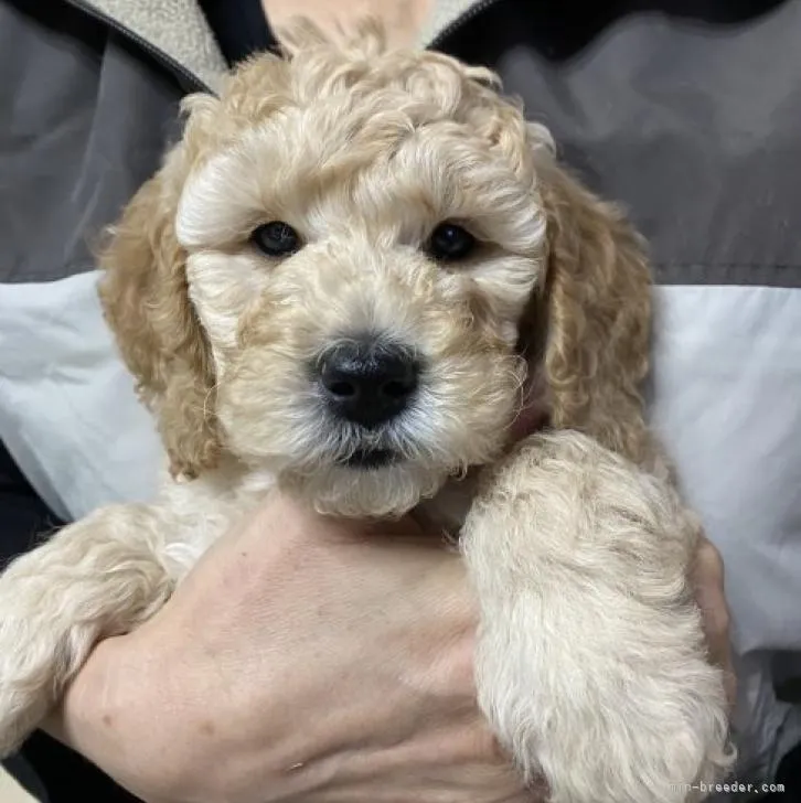 ID：2212-02712の子犬