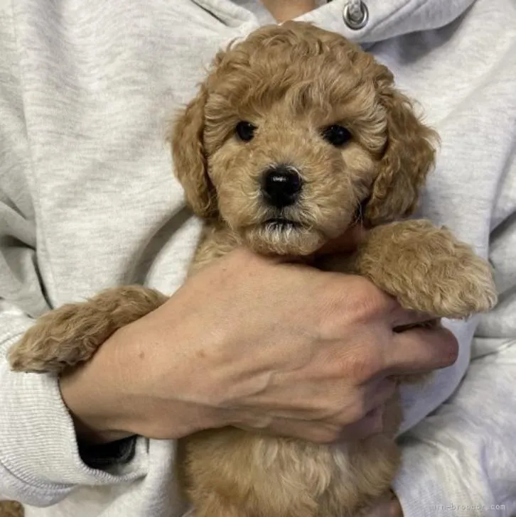 S.A 様のお迎えした子犬