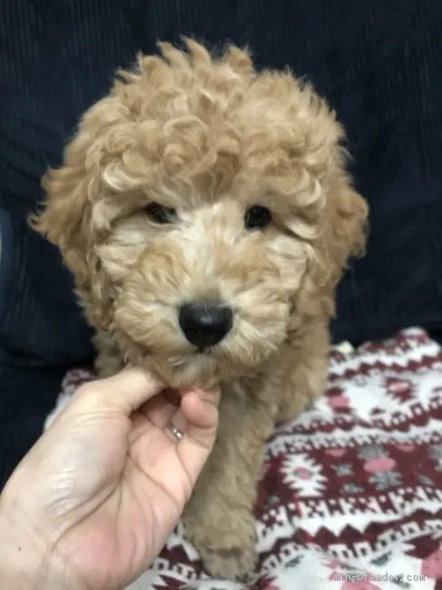 ID：2004-01589の子犬