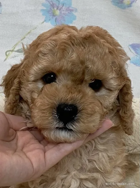 ベル 様のお迎えした子犬