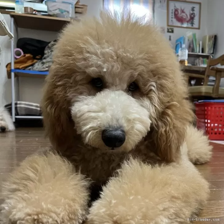 ID：2402-06046の子犬