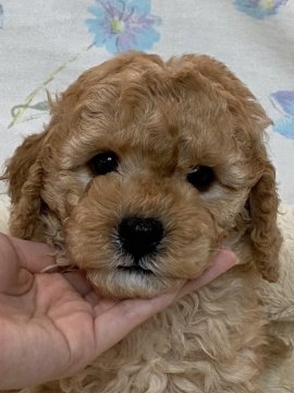 ミディアムプードル【鹿児島県・女の子・2021年12月15日・クリーム】の写真「1番小さい女の子です」