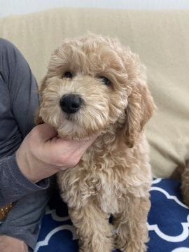 ミディアムプードル【鹿児島県・女の子・2021年1月14日・明るいアプリコット】の写真「可愛い女の子です💕」