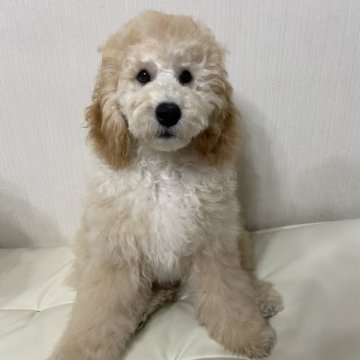 スタンダードプードル【鹿児島県・男の子・2022年11月2日・ペールフォーン】の写真「ミディアムサイズ、毛量抜群の元気な男の子です♪」