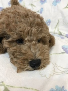 ミディアムプードル【鹿児島県・男の子・2018年1月28日・アプリコット】の写真「綺麗なアプリコット お得情報あり^_^」