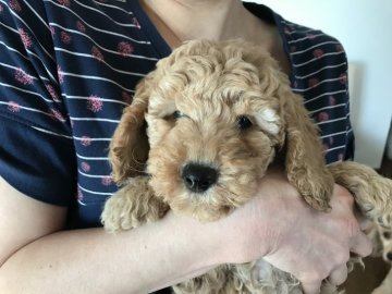 ミディアムプードル【鹿児島県・女の子・2017年2月9日・クリーム】の写真「体格の良い女の子」