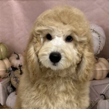 ミディアムプードル【鹿児島県・男の子・2023年7月7日・オレンジフォーン】の写真「マズルの短め、可愛く元気な男の子です♪」