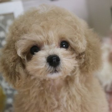 タイニープードル【広島県・男の子・2025年8月5日・薄めオレンジフォーン】の写真「かわいい男の子」