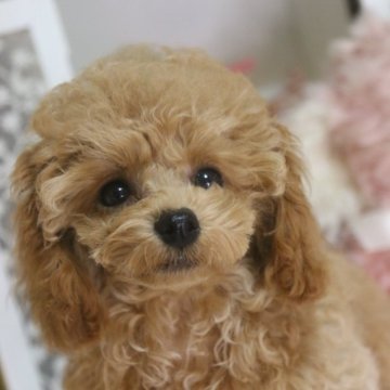 タイニープードル【広島県・女の子・2025年6月20日・オレンジフォーン】の写真「ドアーフちゃん」