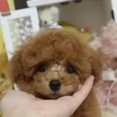 タイニープードル