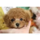 タイニープードル