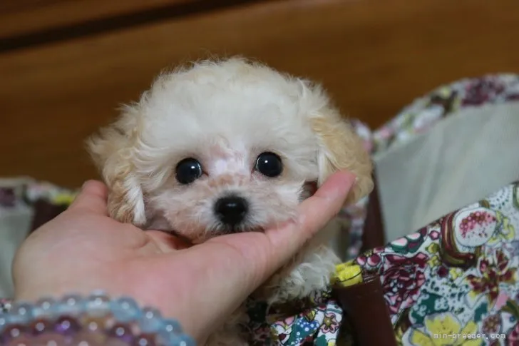 RIHO 様のお迎えした子犬