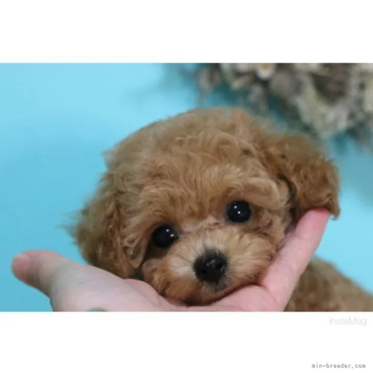 ID：2309-04222の子犬