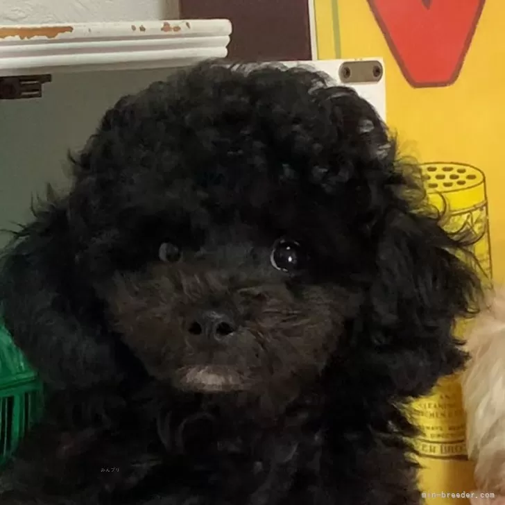 ID:2407-00085の子犬