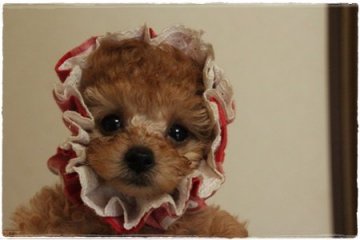 トイプードル(ティーカップ)【広島県・男の子・2019年7月4日・アプリコット】の写真「ちびちびボーイ」