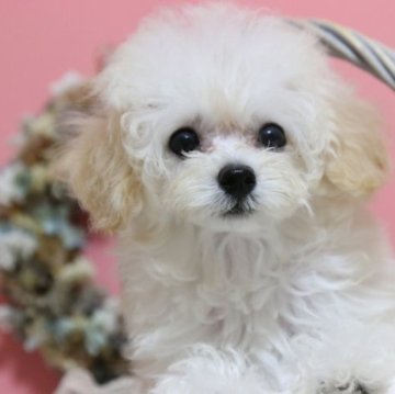 トイプードル(ティーカップ)【広島県・女の子・2023年6月20日・クリーム】の写真「かわいい女の子です」